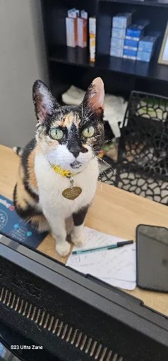 Gatinha na recepção da clínica